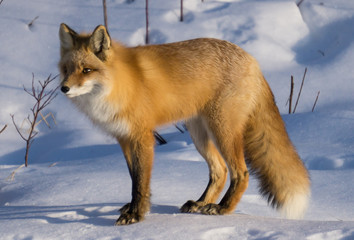 Red Fox enjoying the sun while it lasts during the short days of Alaska Winters
