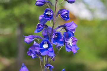 Fototapeta na wymiar blue flower of delphinium