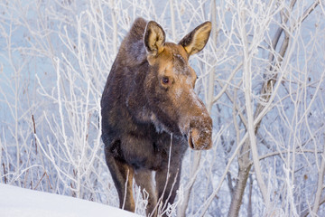 Moose enjoying frost covered branches