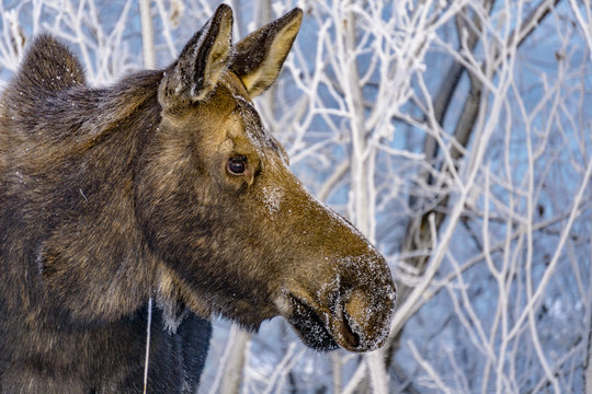 Moose enjoying frost covered branches