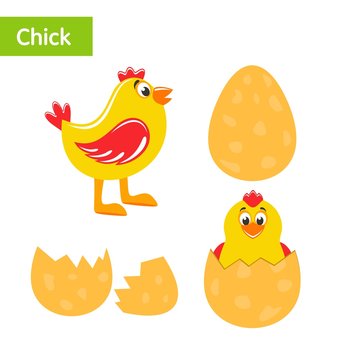 Set of chick, egg, broken egg and hatched chicken. Chicken baby. Cartoon characters on white background. Flat design. Isolated objects. Colorful vector illustration for kids.
