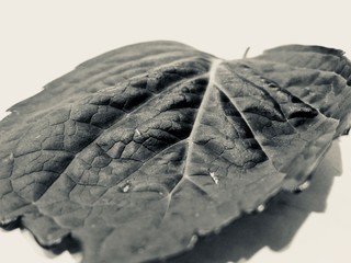 Spoken Leaf