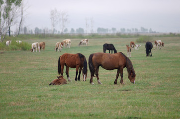 Horses