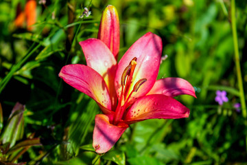 Pink flower, Lily, green leaves summer