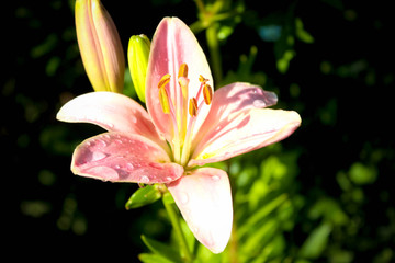 Pink flower, Lily, green leaves summer