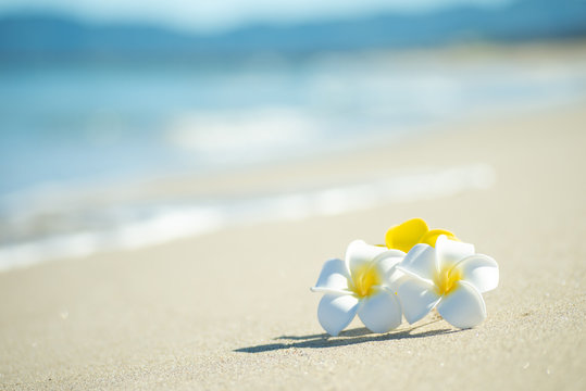 砂浜とプルメリア Stock Photo Adobe Stock