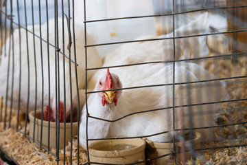 Angry caged white chicken