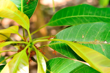 Ants are insects that live together in large groups.