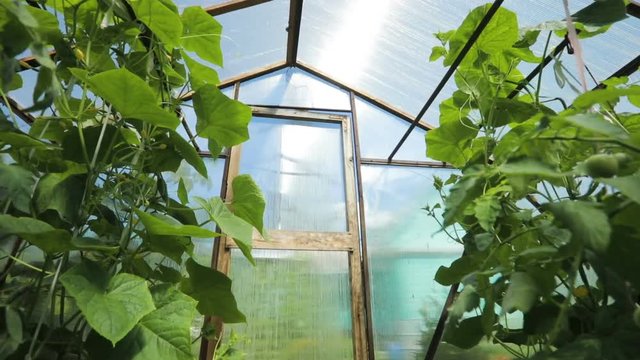 A small greenhouse, a lot of long rows of plants. greenhouse in home garden.