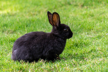 Cute black rabbit on the green grass background closeup.