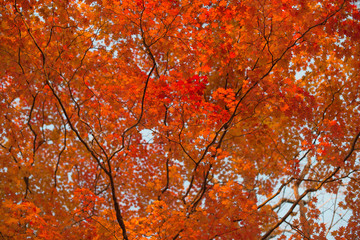 Red maple leaves at autumn forest, blurred background. Season changing. A tree branch of maple, fall.