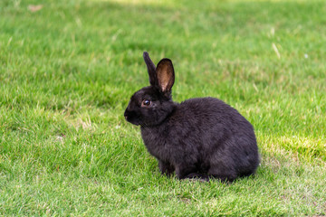 Cute black rabbit on the green grass background closeup.