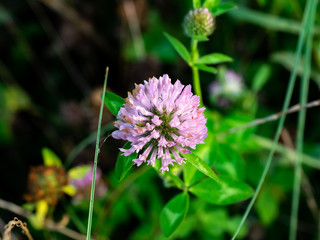 purple clover flowers bloom along a Japanese road