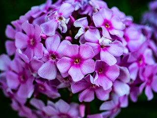 a cluster of small pink hydrangeas in Japan macro