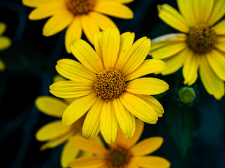 newly opened back eyed susan flowers.