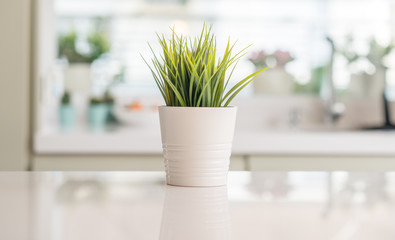 Beautiful decorative plant on kitchen table with sunny bokeh background at home