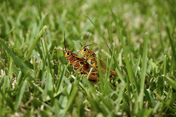 grasshoppers in the swamp