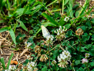 small white Japanese butterfly 4