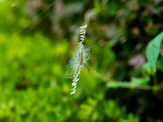 Japanese weaver spider on its web