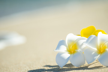 砂浜とプルメリア


