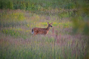 Deer