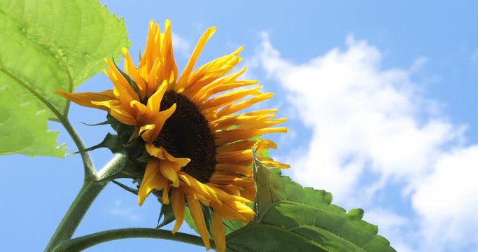 blooming sunflower and cloudy sky. Sunflower against blue sky.