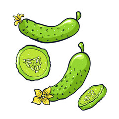 Vector hand drawn illustration of green cucumber. Coloful cartoon icon. Food art for print, web, mobile and infographics. Isolated on white background element. Set