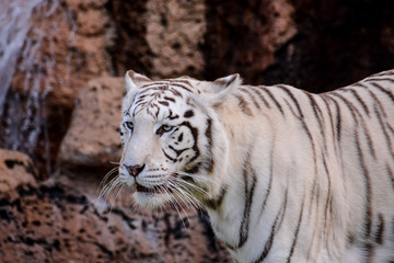 Rare White Striped Wild Tiger
