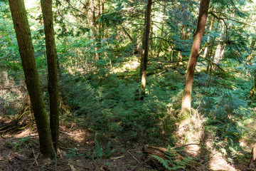 Fototapeta premium Entrance to the forest in Stawamus Chief Provincial Park British Columbia Canada.