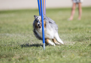 Dog agility, outdoor track. Fast and sport dogs on a green grass field.