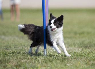 Naklejka na ściany i meble Dog agility, outdoor track. Fast and sport dogs on a green grass field.