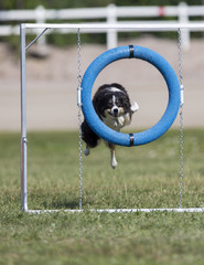 Dog agility, outdoor track. Fast and sport dogs on a green grass field.