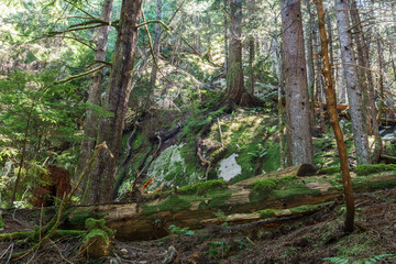 Entrance to the forest in Stawamus Chief Provincial Park British Columbia Canada.