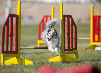 Dog agility in the outdoor track.