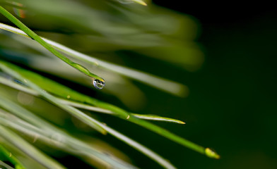 A drop of water on a pine needle close up