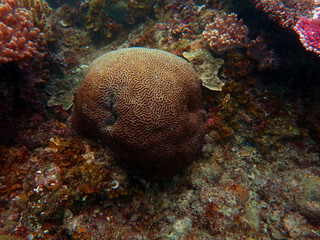 Coral that found at coral reef area at Tioman island, Malaysia