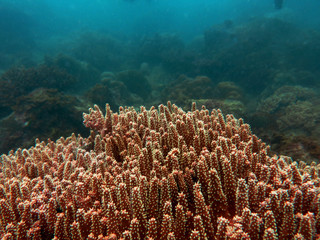 Coral that found at coral reef area at Tioman island, Malaysia