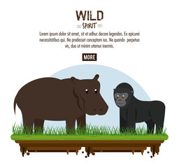 Hippo and ape wild african animals poster with information vector illustration graphic design