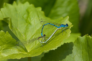 Azure Damselflies mating on a plant leaf.