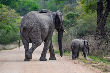 Fototapeta na wymiar Mother elephant and her calf in Kruger National Park