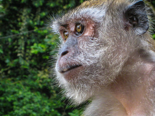 Monkey of the Thai temple