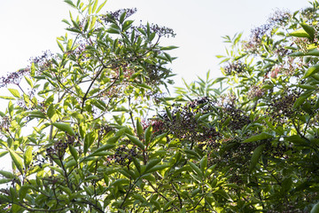 Immature fruits of black bush on the bush.