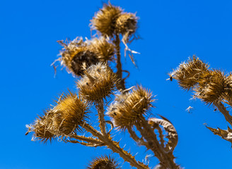 Trockene Distel vor blauem Himmel