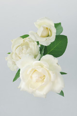 Fototapeta na wymiar pale color roses on a white background