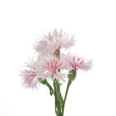 Naklejka premium flowers of knapweed on a white background