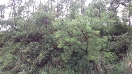 Pine tree, Meghalaya