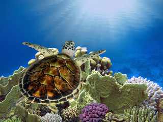 Hawksbill Sea Turtle underwater