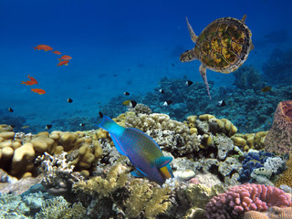 Hawksbill Sea Turtle underwater. Red Sea