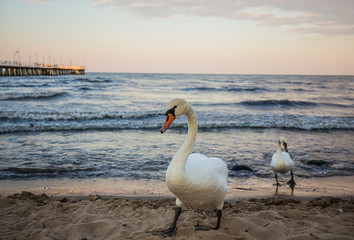 White swans on the beach in Gdynia Orlowo