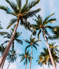 Coconut palm tree on the beach vintage tone, summer concept background.